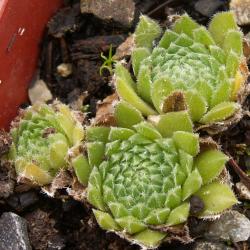 Sempervivum - Dachwurz - Hauswurz